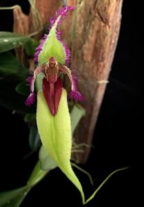 Bulbophyllum fascinator