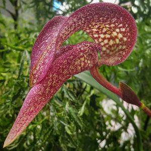 Bulbophyllum grandiflorum