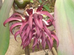 Bulbophyllum fletcherianum