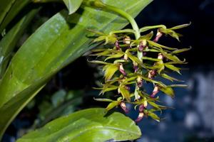 Bulbophyllum foetidum