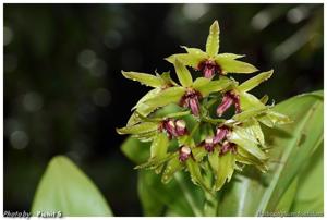 Bulbophyllum foetidum