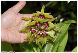 Bulbophyllum foetidum