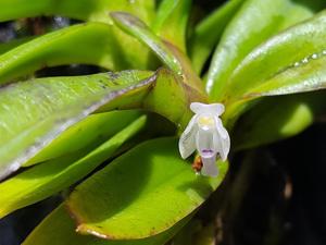 Cleisocentron malipoense