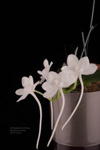 Amesiella monticola