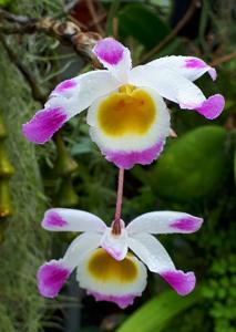 Dendrobium pendulum