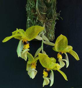 Stanhopea wardii