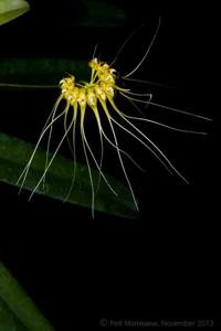 Bulbophyllum gracillimum