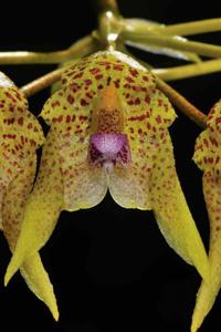 Bulbophyllum guttulatum