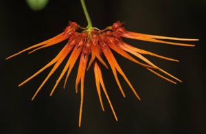 Bulbophyllum hirundinis var. calvum