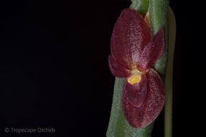 Pleurothallis dilemma