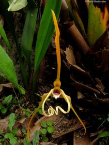 Maxillaria fractiflexa