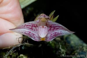 Bulbophyllum infundibuliforme