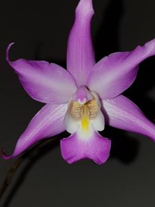 Laelia autumnalis