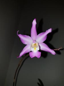 Laelia autumnalis