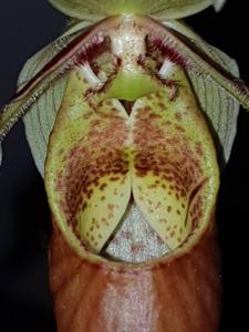 Phragmipedium sargentianum