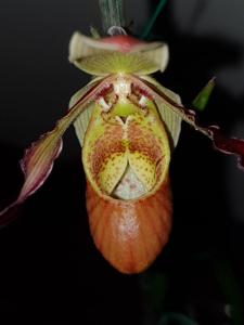 Phragmipedium sargentianum