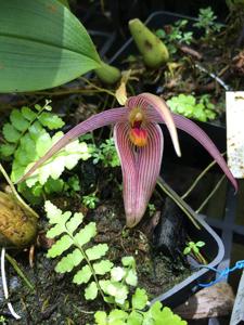Bulbophyllum membranifolium subsp. inunctum