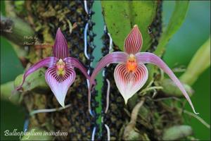 Bulbophyllum membranifolium subsp. inunctum