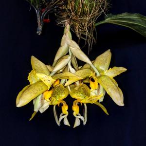 Stanhopea oculata