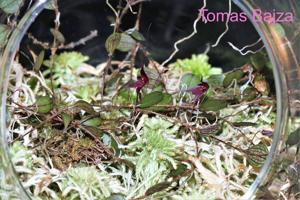 Gravendeelia chamaelepanthes