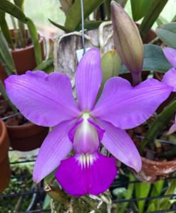 Cattleya walkeriana