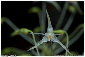 Bulbophyllum laxiflorum