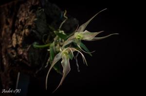 Homalopetalum pumilio