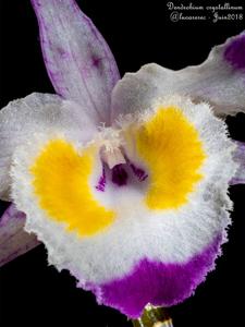 Dendrobium crystallinum