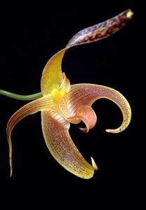 Bulbophyllum lobbii