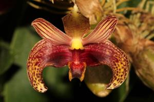 Bulbophyllum lobbii subsp. breviflorum