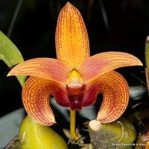 Bulbophyllum lobbii