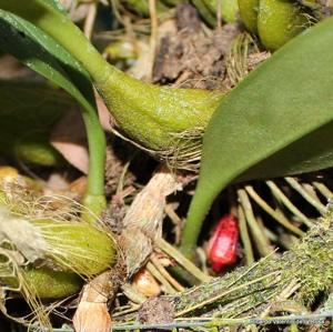 Bulbophyllum lobbii