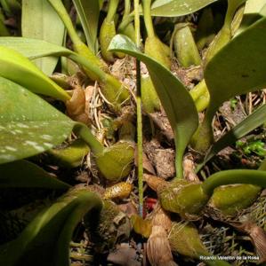 Bulbophyllum lobbii