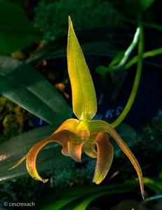 Bulbophyllum lobbii