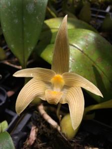 Bulbophyllum lobbii