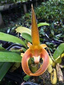 Bulbophyllum lobbii