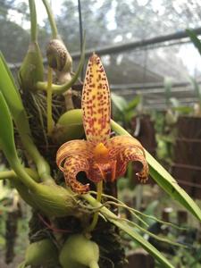 Bulbophyllum lobbii subsp. breviflorum
