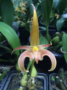 Bulbophyllum lobbii