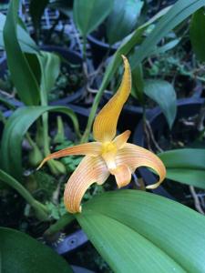 Bulbophyllum lobbii