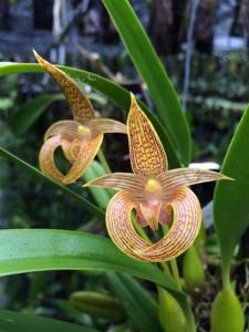 Bulbophyllum lobbii