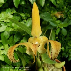 Bulbophyllum lobbii