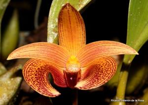 Bulbophyllum lobbii