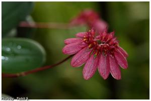 Bulbophyllum loherianum