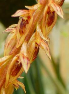 Bulbophyllum longebracteatum