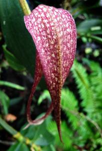 Bulbophyllum longisepalum
