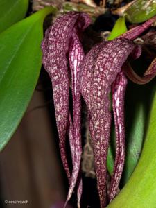 Bulbophyllum longisepalum