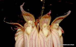 Bulbophyllum longissimum