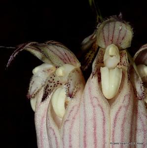 Bulbophyllum longissimum