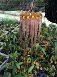 Bulbophyllum longissimum