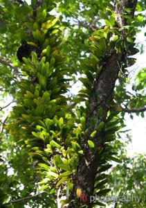 Bulbophyllum macranthum